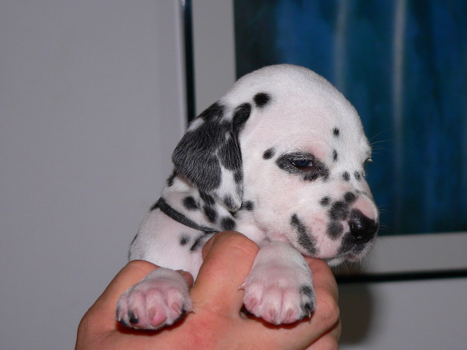 P1200025_schwarze H�ndin_Bildgr��e �ndern