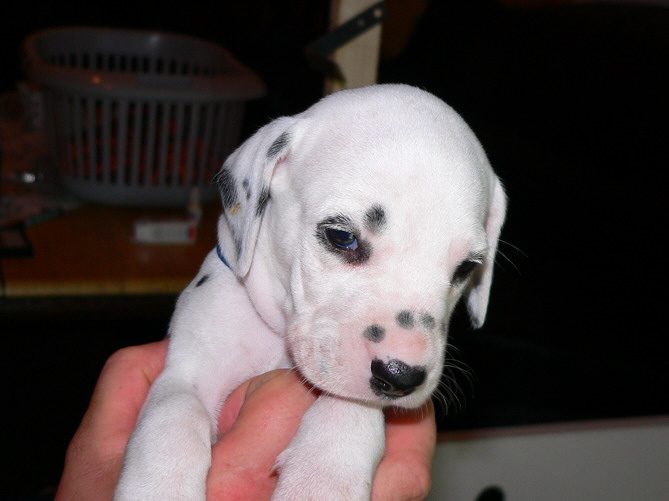 P1200029_blau_Bildgr��e �ndern