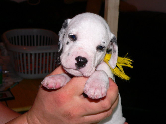 P1200030_gelb_Bildgr��e �ndern