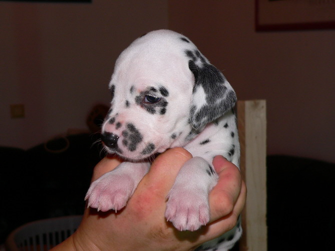 P1200031_rosa_Bildgr��e �ndern