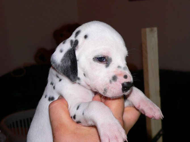 P1200039_pl�ttchenrechts_Bildgr��e �ndern