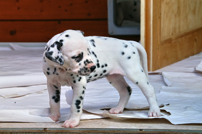 PICT4722_rosa_Bildgr��e �ndern