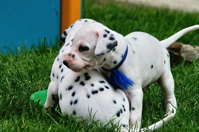 PICT4770 blau_Bildgr��e �ndern