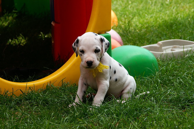 PICT4792_Ernie_Bildgr��e �ndern