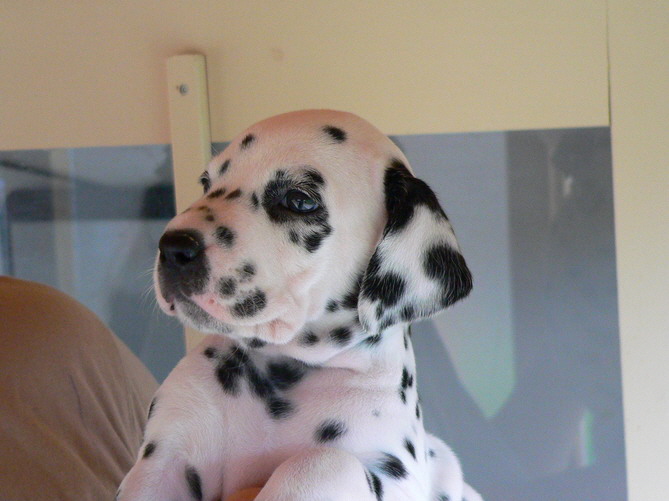 P1200056rosa ko_Bildgr��e �ndern