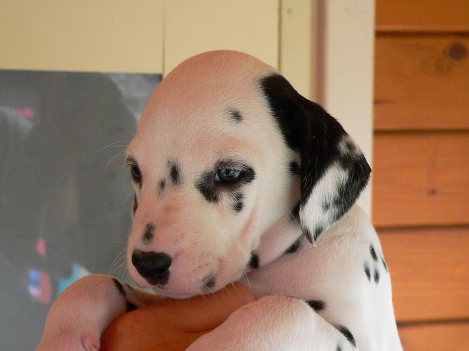 P1200089kopfohr ko_Bildgr��e �ndern