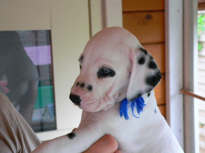 P1200108blau ko_Bildgr��e �ndern