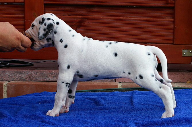 PICT4987pl�ttch li