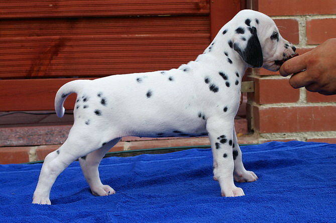 PICT4988pl�ttch re