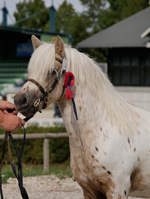 Schrotty_Kopf Schrotty_Kopf