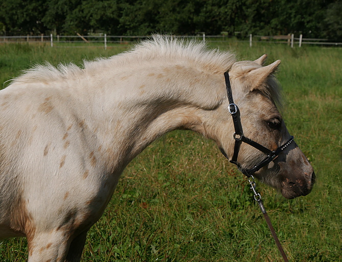 Spotty Kopf2 Spotty Kopf2