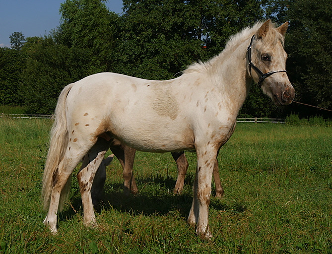 Spotty Rechts Spotty Rechts