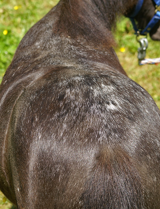 Gloria ruecken 05_2010 PICT4387